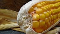 OGM : la France maintient le bon cap. Publié le 13/06/12